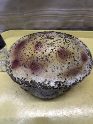 462874