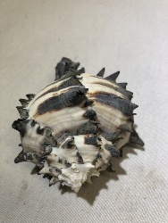 546417