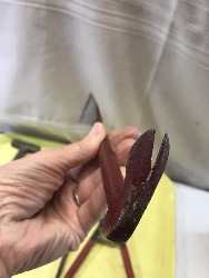 555685